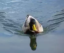 Dieser sch�ne Erpel hat sein Revier am und auf dem Geroldsee bei Kr�n in Oberbayern. 05.10.2015