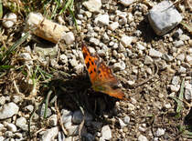 In der Nhe des Geroldsees am Rande des Karwendelgebirges machte dieser Groe Fuchs eine Flugpause. 05.10.2015  
