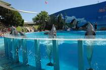 Delfine in der Zoomarine bei Gaia (Algarve/Portugal). Aufnahme: Juli 2010.