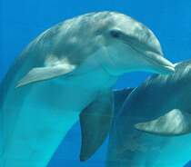 Delfine in der Zoomarine bei Guia (Algarve/Portugal). Aufnahme: Juli 2010.