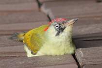 Grnspecht in Coburg am 17.10.2015.