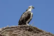 Junger Seeadler gesehen in �gypten Hurgada Makadi Bay 15.10.2015