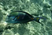 Doktorfisch gesehen in �gypten Rotes Meer Hurgada Makadi Bay 13.10.2015