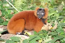 Roter Vari 22.10.2015 (Masoalahalle Zoo Z�rich)