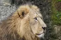 Indischer L�we, m�nnlich (22.10.2015, Z�rich Zoo)