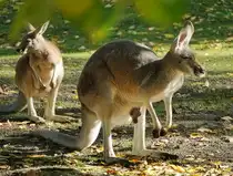 Rotes Riesenk�nguru (Macropus rufus). Heimat ist Australien. Die Tragzeit betr�gt 33 Tage. Ein Jungtier wird ca.34 Wochen im Beutel getragen. Hallo Welt! Foto:Zoologischer Garten Berlin im Herbst 2015
