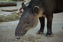 Flachlandtapir (Tapirus terrestris). Lebensraum ist das Nordstliche Sdamerika. Tapire sind gute Schwimmer. Foto:Zoologischer Garten Berlin im Herbst 2015