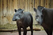Was guckst du?! Flachlandtapir (Tapirus terrestris). Lebensraum ist das Nordstliche Sdamerika. Tapire sind gute Schwimmer. Foto:Zoologischer Garten Berlin im Herbst 2015
