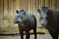 Was guckst du?! Flachlandtapir (Tapirus terrestris). Lebensraum ist das Nord�stliche S�damerika. Tapire sind gute Schwimmer. Foto:Zoologischer Garten Berlin im Herbst 2015