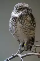 Kanincheneule (28.10.2015, Zoo Z�rich)