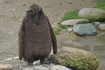 Knigspinguin / Jungtier (28.10.2015, Zoo Zrich)