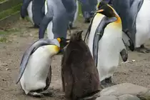 K�nigspinguin mit Jungtier (28.10.2015, Zoo Z�rich)