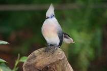 Hauben-Seidenkuckuck (29.10.2015, Masoalahalle Zoo Zrich)
