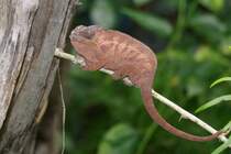 Chamleon, weiblich (29.10.2015, Masoalahalle Zoo Zrich)