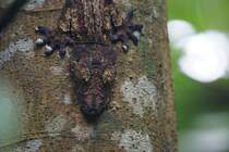 Plattschwanzgecko / Portrait in perfekter Tarnung (29.10.2015. Masoalahalle Zoo Zrich)