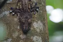 Plattschwanzgecko / Portrait in perfekter Tarnung (29.10.2015. Masoalahalle Zoo Z�rich)