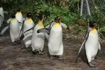 Von November - M�rz spazieren die K�nigspinguine bei Temperaturen unter 10� C durch den Zoo. Ein Erlebnis f�r Gross und Klein. (30.10.2015, Zoo Z�rich)