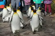 Von November - M�rz spazieren die K�nigspinguine bei Temperaturen unter 10� C durch den Zoo. Ein Erlebnis f�r Gross und Klein. (30.10.2015, Zoo Z�rich)
