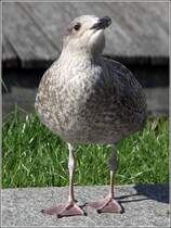 Junge Silbermwe. Bremerhaven, 10.09.2015.