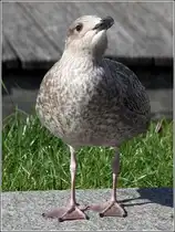 Junge Silberm�we. Bremerhaven, 10.09.2015.