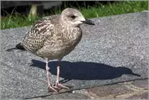 Junge Silberm�we. Bremerhaven, 10.09.2015.