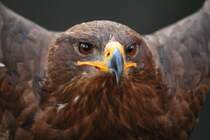 Steppenadler in Tambach am 02.11.2015.