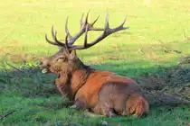 Hirsch in Tambach am 02.11.2015.