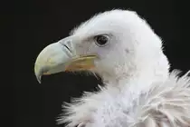 Schneegeier in Tambach am 02.11.2015.