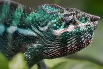 Cham�leon, m�nnlich / 03.11.2015 Zoo Z�rich, Masoalahalle