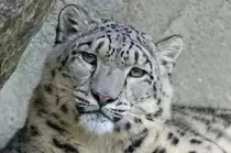 Schneeleopard 03.11.2015 / Zoo Z�rich