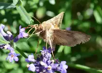 Falter im Anflug auf Bl�te - 26.07.2015
