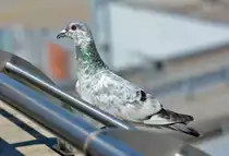 Taube am Flughafen K�ln-Bonn  wartet auf Startfreigabe  - 02.08.2015