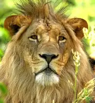 Afrikanischer L�we