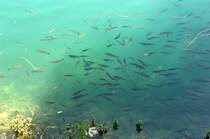 Nasen im See, Nationalpark Krka, Kroatien. Aufnahme: Juli 2009.