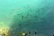 Nasen im See, Nationalpark Krka, Kroatien. Aufnahme: Juli 2009.