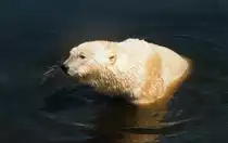 Eisb�r im kanadischen Hudson Bay. Aufnahme: Juni 1987.