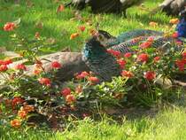 Die Pfaueninsel in Berlin macht ihrem Namen alle Ehre. 3.10.2009