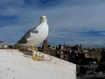 M�we mit Blick �ber Rom; 151022