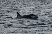 Ein Orca im Kaldfjorden, 07.11.2015