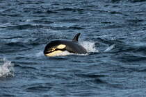 Ein Orca im Kaldfjorden, 07.11.2015