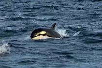 Ein Orca im Kaldfjorden, 07.11.2015