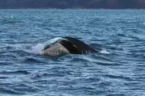 Ein Buckelwal taucht im Kaldfjorden ab; 07.11.2015