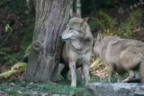 Mongolischer Wolf (16.11.2015, Zoo Z�rich)