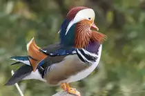 Mandarinente (13.11.2015, Zoo Z�rich)