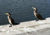 Ohne jede Scheu sonnen sich die beiden Kormorane auf dem Rand eines Brunnens in Sellin auf Rgen. (13. September 2015)