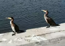 Ohne jede Scheu sonnen sich die beiden Kormorane auf dem Rand eines Brunnens in Sellin auf R�gen. (13. September 2015)