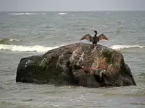 Auf einem Findling vor der S�dk�ste von G�hren auf R�gen l�sst sich ein Kormoran nach dem Tauchgang sein Gefieder trocknen, farblich perfekt angepasst. (15. September 2015