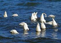 13 Schwne gehen in der Ostsee vor Sassnitz gleichzeitig auf Tauchstation. (14. September 2015)
