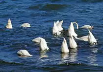 13 Schw�ne gehen in der Ostsee vor Sassnitz gleichzeitig auf Tauchstation. (14. September 2015)