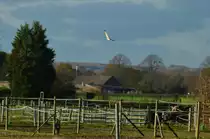Sperber nach misslungenem Beuteflug, hier fliegt er zu einem Hochsitz um neue Beute zuverifizieren. 21.11.2015